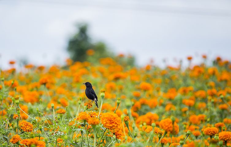 福鼎太姥山自驾游攻略(福鼎到太姥山景区) 福鼎太姥山一日游攻略